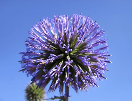 purple flowers like the ball on the bright blue background