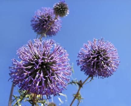 purple flowers like the ball on the bright blue background