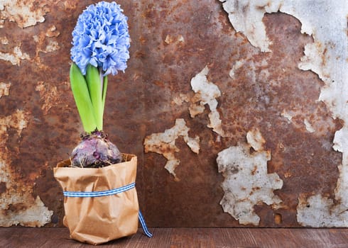 Hyacinth against old rusty iron background