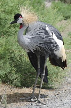 grey crowned crane posed