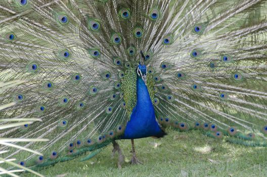 wheeling peacock with its feathers