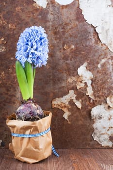 Hyacinth against old rusty iron background