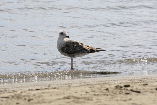 young seagull posed on the beach