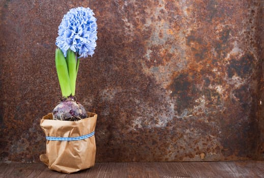 Hyacinth against old rusty iron background