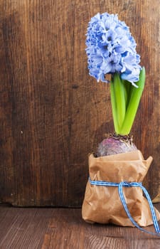 Hyacinth against the old wooden surface