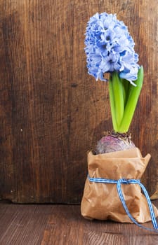 Hyacinth against the old wooden surface