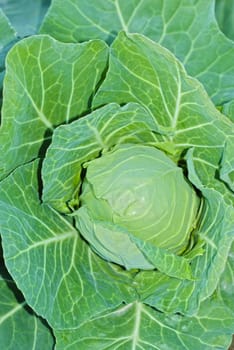 The head of the cabbage plant, several layers of overlapping leaves