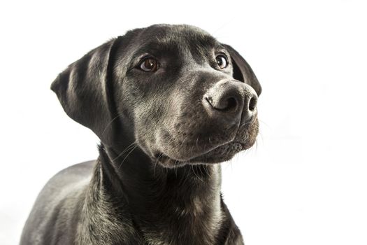 Black Labrador puppy over a white background