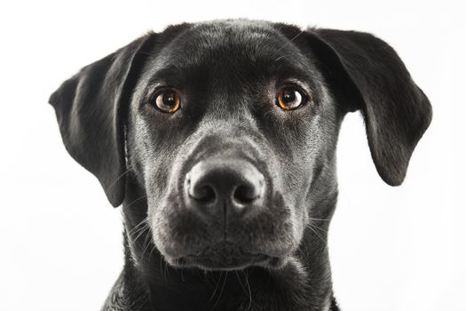 Black Labrador puppy over a white background