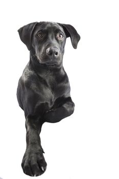 Black Labrador puppy over a white background
