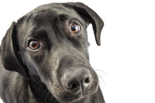 Black Labrador puppy over a white background