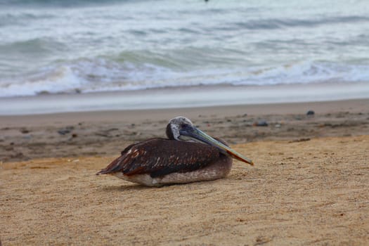 Profile of pelican resting on the beach
