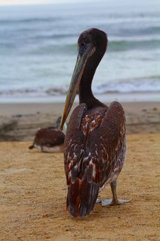 Profile of pelican on the beach
