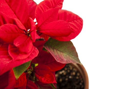 Ponsietta or Christmas Flower over white backdrop