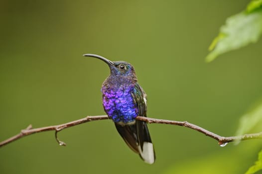 Resting Hummingbird, La Paz Waterfall Gardens, Costa Rica.