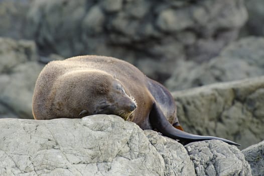 Resting fur seal at the Kaikoura Coast, South Island, New Zealand.