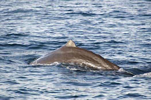 Sperm Whale at the Kaikoura Coast diving to hunt, New Zealand.