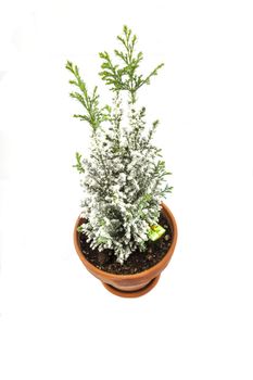 A baby Christmas Tree in a terracotta pot over a white backdrop