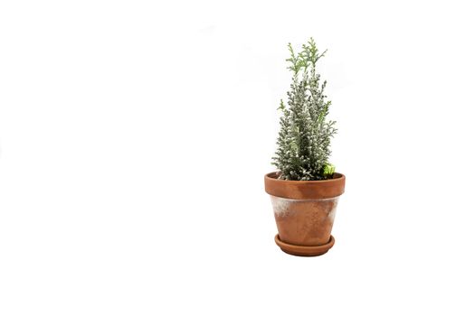 A baby Christmas Tree in a terracotta pot over a white backdrop