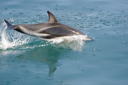 Dusky Dolphin playing along the Kaikoura Coast, New Zealand.