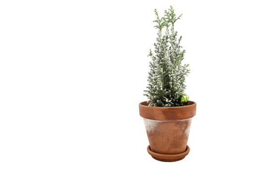 A baby Christmas Tree in a terracotta pot over a white backdrop