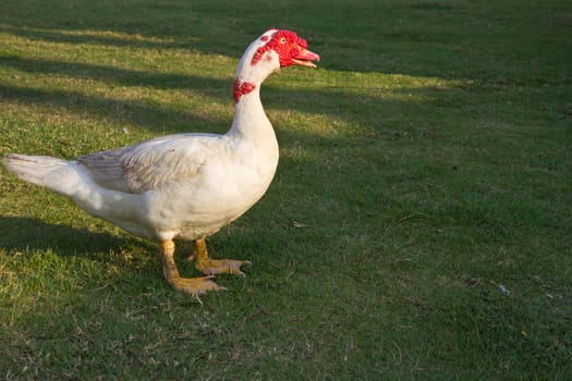 Muscovy duck in the farm