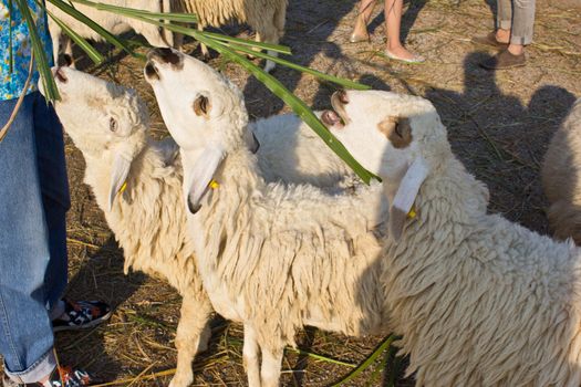 sheep eat grass in the swiss sheep farm
