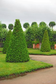 Cut Trees in Garden of Peterhof in St.Petersburg, Russia.