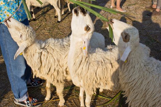 sheep eat grass in the swiss sheep farm