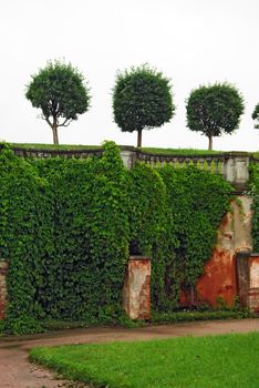 Cut Trees and Ivy on an Old Wall in Garden of Peterhof in St.Petersburg, Russia.