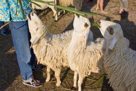 sheep eat grass in the swiss sheep farm