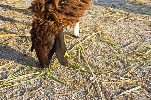 sheep eat grass in the swiss sheep farm