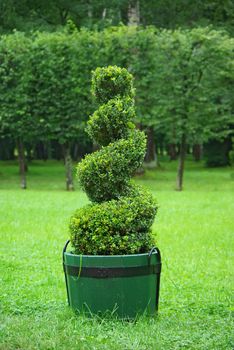 Beautifully manicured park plant used as a landscape detail.