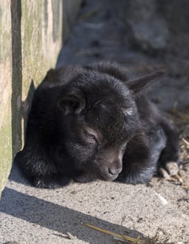 very small and young goat from few days old