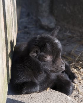 very small and young goat from few days old