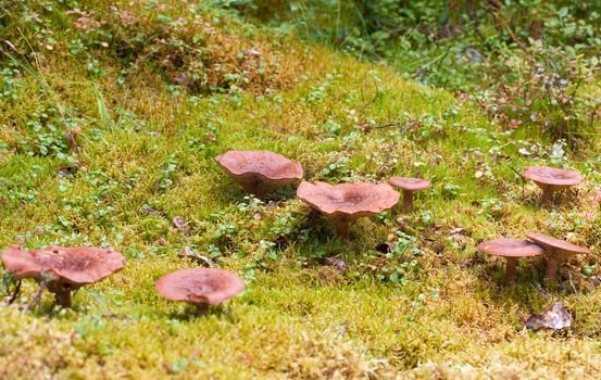 Tiny mushrooms amongst lichenes and mosses on an old stamp