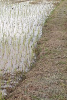 young rice plant in rice field at Thailand