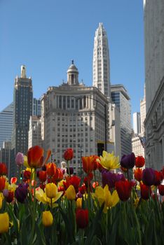 Beautiuful Chicago with tulips in spring