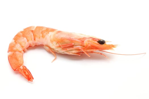 boiled Shrimp on white background