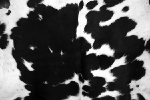 Cowhide for use as a background in full frame