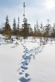 Footprints in the snow in winter forest on the bright spring sun
