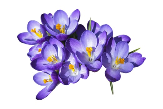 Blooming purple crocus flowers isolated on white background