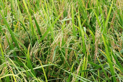 rice crop nearly ready for harvest 