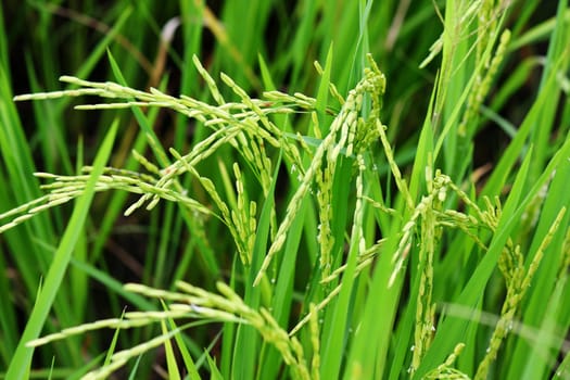 rice crop nearly ready for harvest 