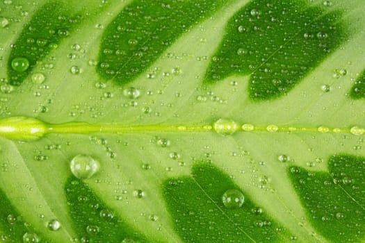 green leaf and water drop close up