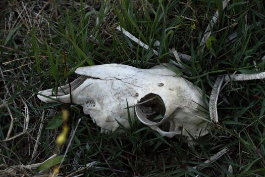 picture of an animal skull