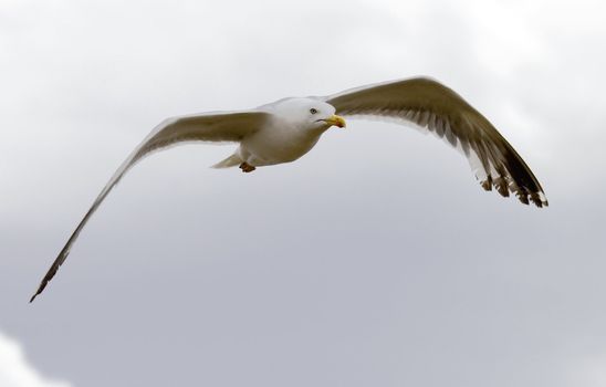 a beautiful seagull flying on the blue  sky