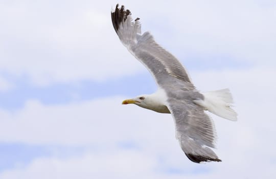 a beautiful seagull flying on the blue  sky