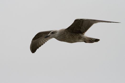 a beautiful seagull flying on the blue  sky