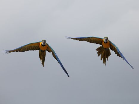 picture of two fantastic parrots flying in the sky